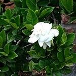 Gardenia jasminoides Õis