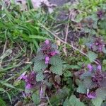 Lamium hybridum花