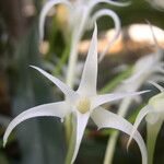 Cyrtorchis chailluana Flower