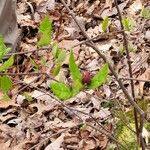 Lonicera canadensis Flower