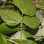 Desmodium purpusii Hoja