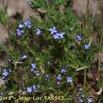 Asperula arvensis Elinympäristö