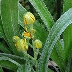 Hypoxis hirsuta Bloem