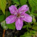 Geranium viscosissimum Blomst