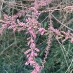 Tamarix parviflora Квітка