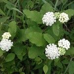 Asclepias variegata Хабит