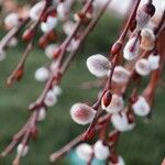 Salix capreaFlors