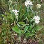 Senecio smithii 花