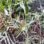 Lepidium graminifolium Leaf