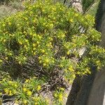 Euryops arabicus Blomst