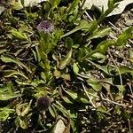 Globularia vulgaris Libunga