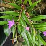 Dimerandra emarginata 整株植物