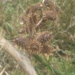 Xanthium orientale