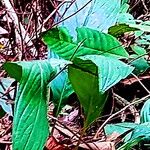 Tacca integrifolia Leaf