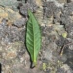 Senecio hercynicus Leaf