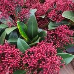 Skimmia japonica Egyéb