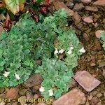 Asarina procumbens Habitus