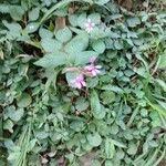 Cuphea racemosa Flower