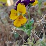 Viola cuneata പുഷ്പം