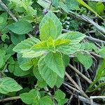 Mentha arvensisList