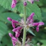 Stachys sylvatica Kvet