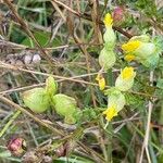 Rhinanthus minor Ffrwyth