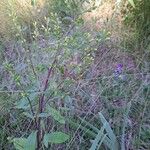 Solidago hispida Frunză