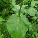 Silphium perfoliatum Feuille