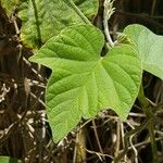 Ipomoea hederacea Φύλλο