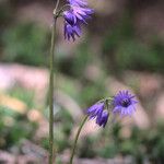 Soldanella carpatica Blüte