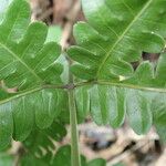 Pteris hamulosa Leaf