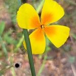 Eschscholzia caespitosa Virág