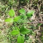 Rubus elegantispinosus Lehti