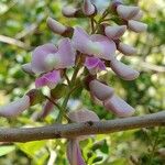 Gliricidia sepium Flower