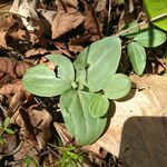 Trillium nivale ᱛᱟᱦᱮᱸ