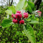 Malus pumila 叶