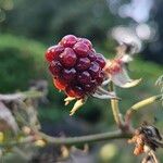 Rubus nemoralis 果實