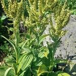 Veratrum album Hábito