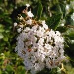 Viburnum tinusBlüte