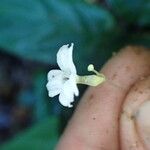 Gymnosiphon longistylus Flor