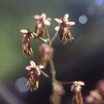 Thalictrum foetidum Blodyn