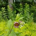 Atropa belladonna Λουλούδι