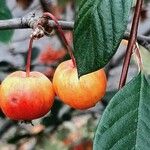 Malus baccata برگ