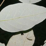 Licania hypoleuca Leaf