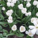 Tulipa gesnerianaFlor