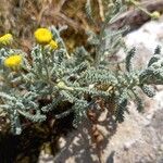 Santolina corsica Habit