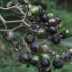 Cordia panamensis Fruit