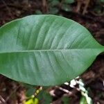 Chrysophyllum oliviforme Leaf