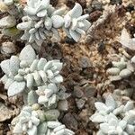 Polycarpaea nivea Hoja