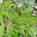 Baptisia bracteata Leaf